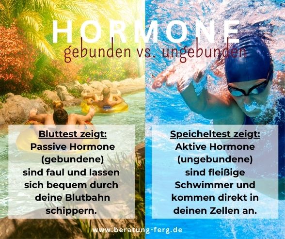 Grafik Wie Steroidhormone vom Blut in Zellen und Speichel gelangen - nur freie Hormone wirken aktiv